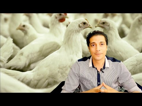 الكولستين فى الدواجن دواء من دهب لكن خطر فى الحالة دى