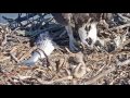 Rosie steps on osprey chick May 15, 2017
