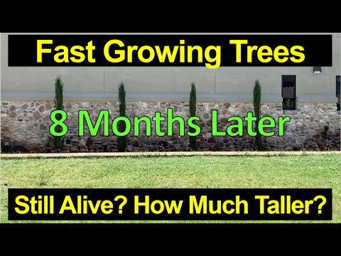 🌲Fast Growing Tree Update • 8 Months Later • See the Changes!  Italian Cypress Trees
