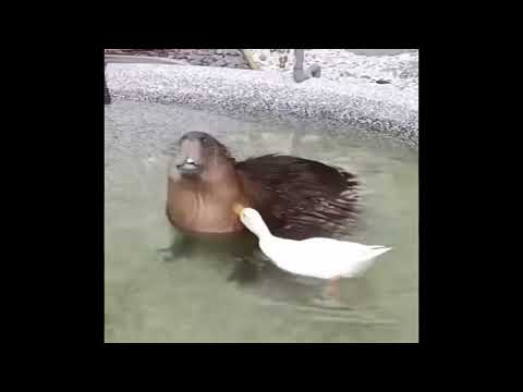 Capybara gets pulled up on