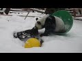 Panda enjoys snow in Moscow Zoo