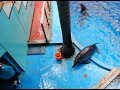 Taiji-Delfine in panischer Angst in einem Delfinarium in China