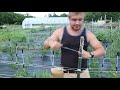 From the Earth- Tomato Trellising with the Florida Weave