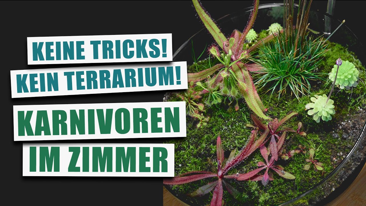 Karnivorenschale im Zimmer - Kein Terrarium? Kein Problem!