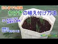 【野菜】わけぎの植え付け方法【スキマde園芸】