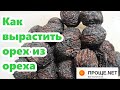 Как вырастить Орех из ореха - от А до Я.🌿Подготовка к стратификации.Грецкий орех Идеал, Чёрный орех.