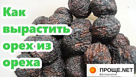Как вырастить Орех из ореха - от А до Я.🌿Подготовка к стратификации.Грецкий орех Идеал, Чёрный орех.