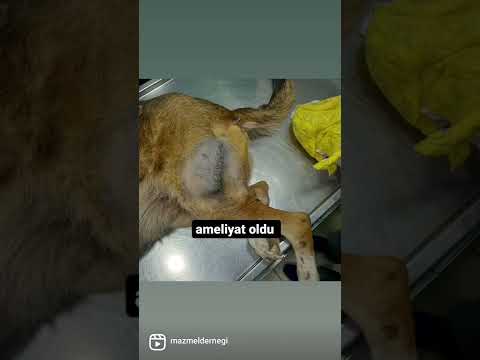 dağbaşına atılan köpek