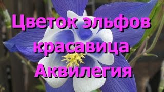 Цветок эльфов - красавица аквилегия. Фото аквилегии Цветок эльфов - красавица аквилегия. Фото аквилегии