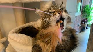 Maine Coon Cat Pictures That’ll Make You Laugh 😹