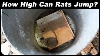 How High Can A Rat Jump? Rat High Jump Test. Mousetrap Monday