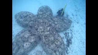 Oceans Without Borders | Artificial Coral Reef | Mnemba Island