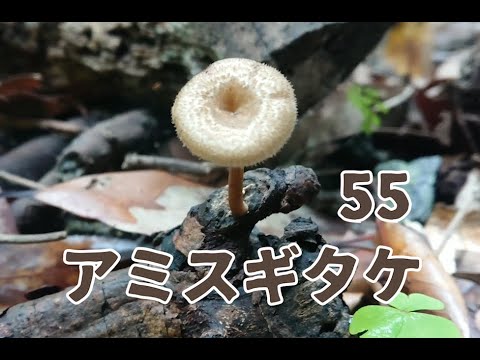 きのこちゃんのきのこ図鑑「アミスギタケ」 - YouTube