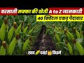 बरसाती मक्का की खेती🌽Barsati Makka ki kheti | A to Z जानकारी🌱Makka ki hybrid kisme🌱makka top Variety