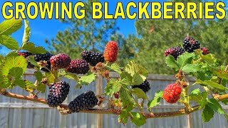 This BLACKBERRY Variety Is The One To Grow! [COMPLETE GROWING GUIDE]