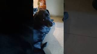 Please Come Home I Got Beans \u0026 Bologna #dog #labrador #beansandbologna #kryptothelabrador  #animals