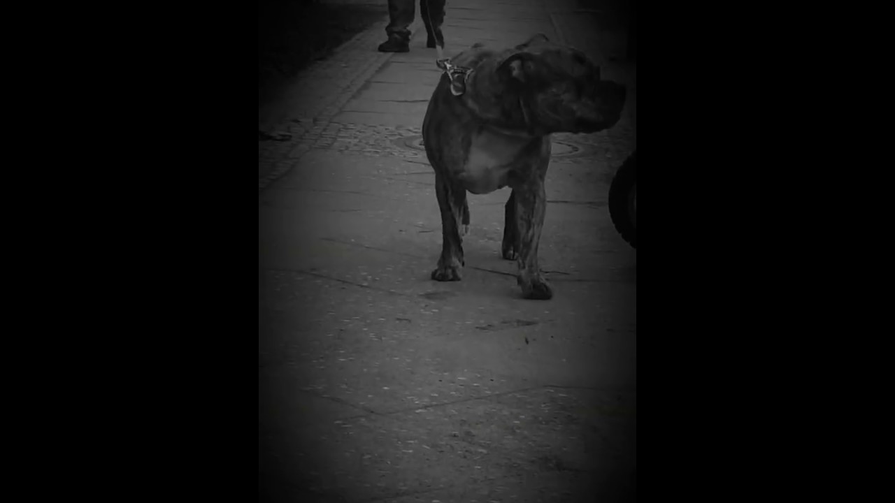 Ellenbogendysplasie beim hund YouTube