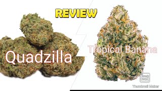 S6 Episode 5 Quadzilla + Tropicanna Banana Strain Review