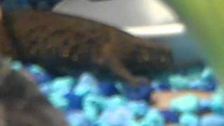 firebelly toad/newt tank setup