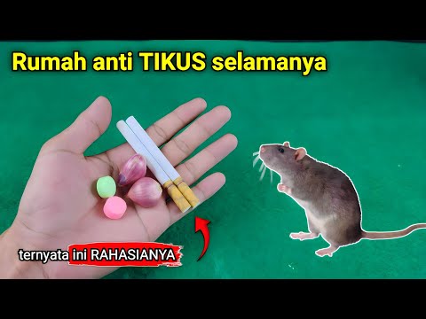 Video: Obat ampuh untuk tikus