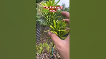 Tùng kim cương vàng #ngocnganbentre #0386569374 #farming #hoakiengcaimon #gardening