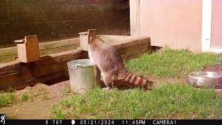 Raccoons 05 22 24 1