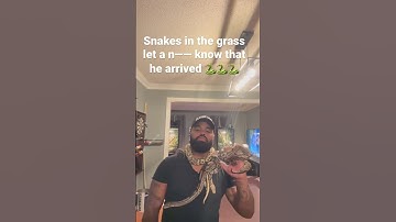 Snakes in the grass     #ballpythons #python #pythonshorts #snakevideo #snake #snakevideo