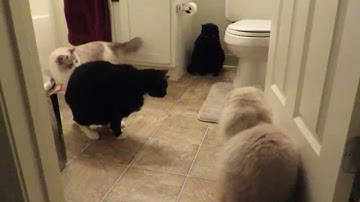 Cats react to Hexbug Nano, Part 1