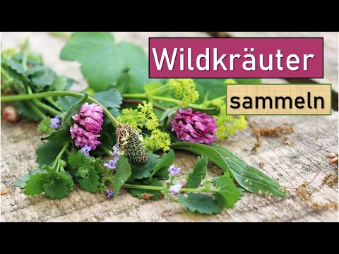 Video: Pflanzen mit Heilwirkung: Heilkräuter im Garten