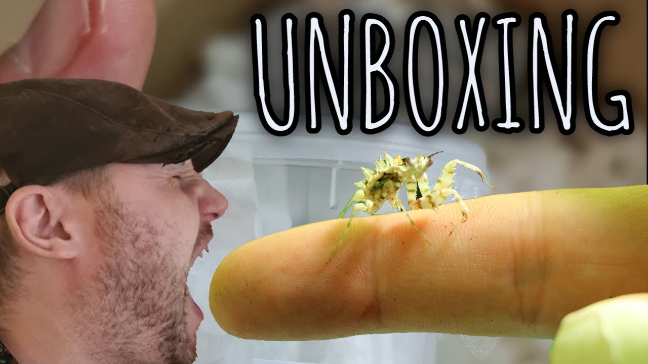 UNBOXING INVERTEBRATES - YouTube