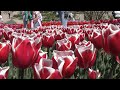 Как проходит Парад тюльпанов в Никитском ботаническом саду