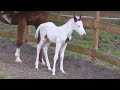 Después de que naciera esta cría de caballo, sus propietarios descubrieron lo rara que es ...