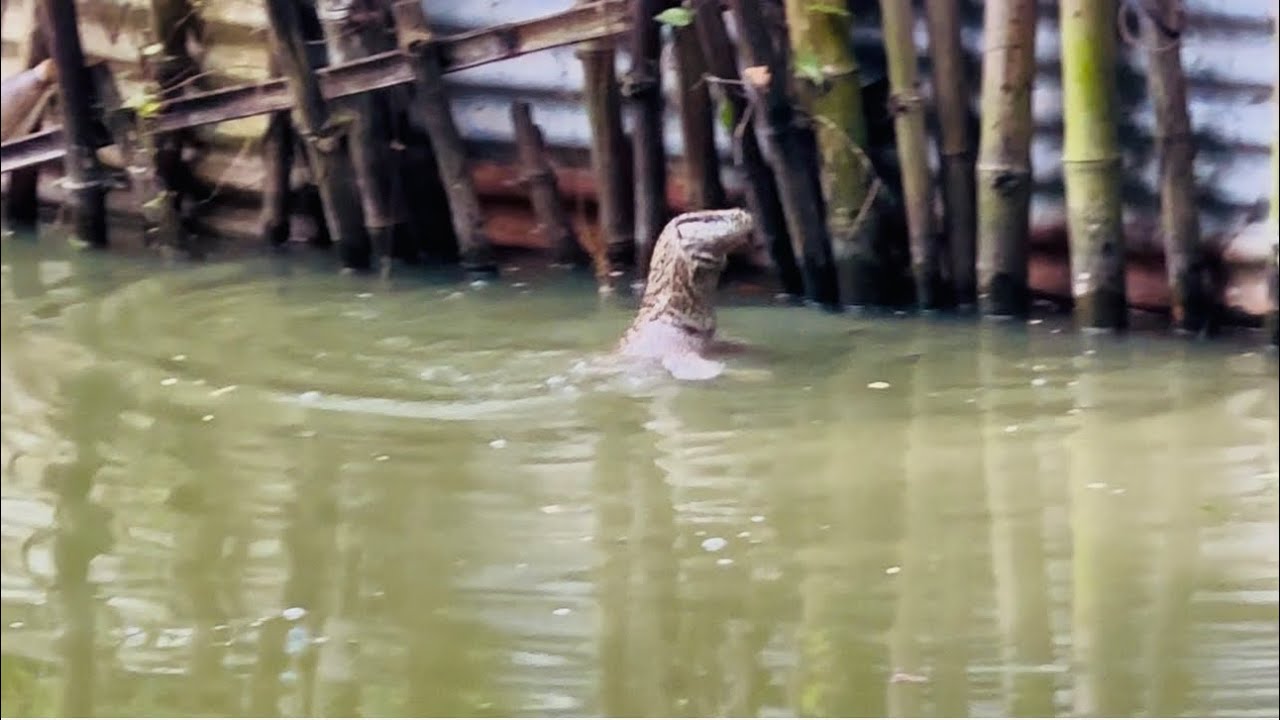 Intimating time of monitor lizards 🦎 | Monitor Lizards - YouTube