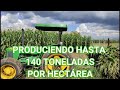 ¡¡YA EMPEZAMOS A CORTAR EL MAÍZ TEMPORAL PARA ALIMENTAR A NUESTRAS VACAS DE CRÍA!!