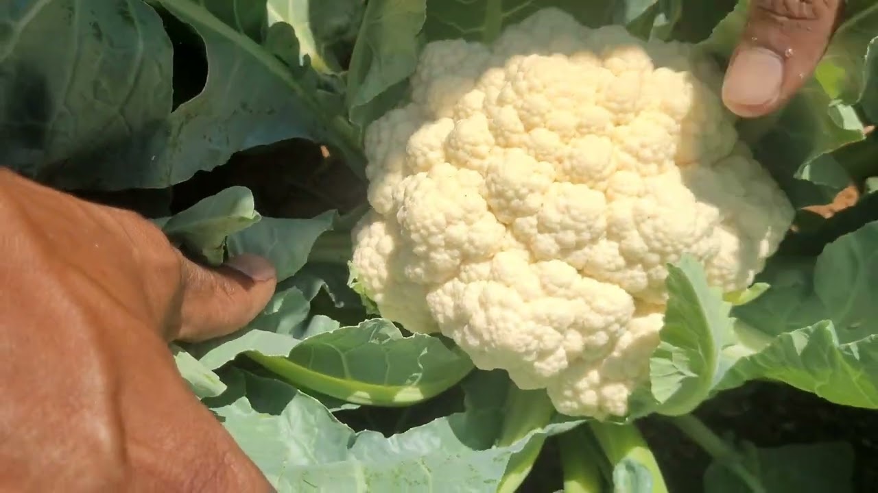 ಕಡಿಮೆ ಖರ್ಚಿನಲಿ ಹೆಚ್ಚು ಲಾಭದಾಯಕ ಬೆಳೆ ಹೂಕೋಸು.|| low cost meantinance crop Coliflower|| Farmer Puneeth||