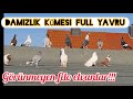 Görünmeyen filo elvanlar,Damızlık kümes ve yavrular,taubenzüchter#aksoyfiloelvanguvercinleri