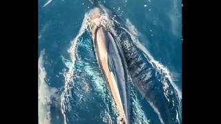 Sunset Dolphin Walk At The Sun Siyam Iru Fushi Maldives - Standard Travel