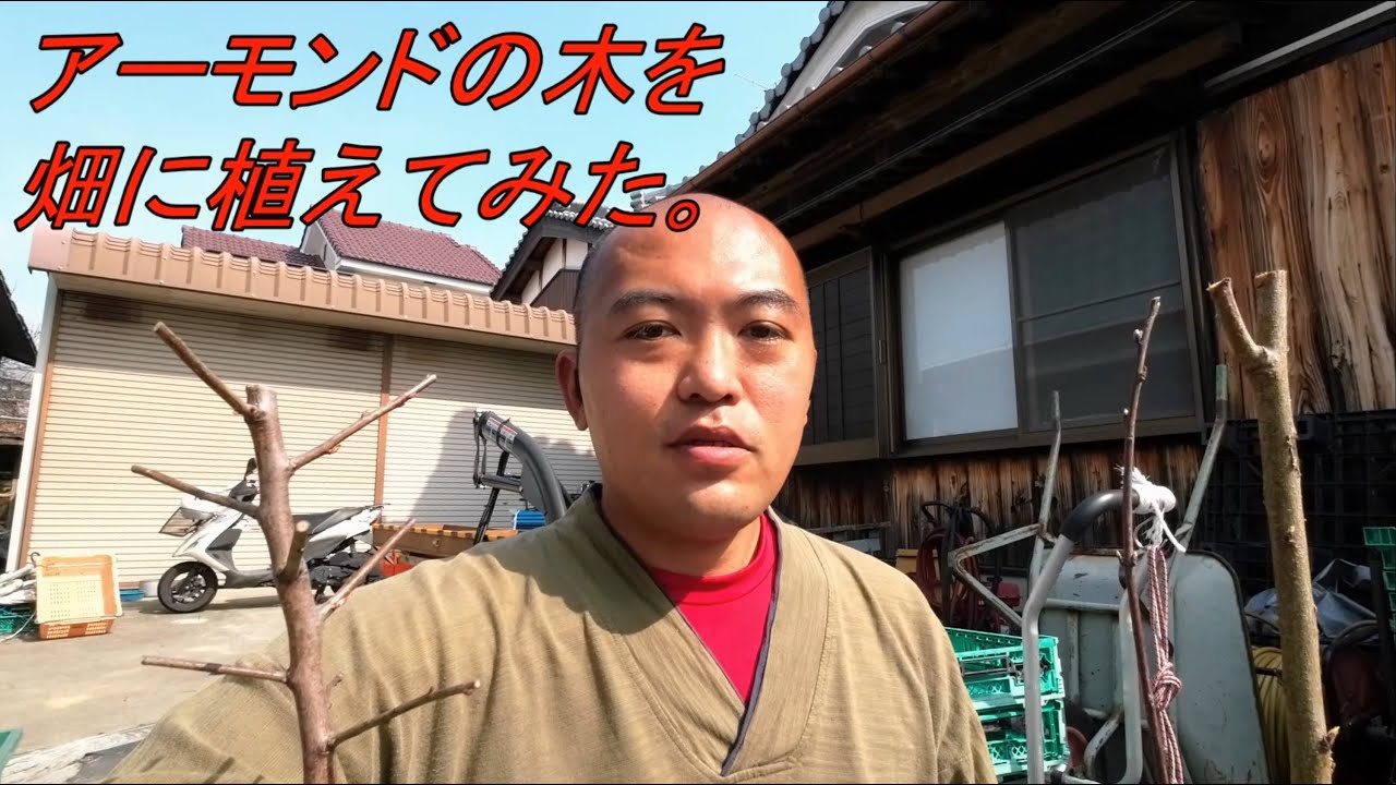 さぁ、アーモンドの木を植えてみよう✨✨✨✨鉢もあげますよ artwine.tokyo | フィンセント・ファン・ゴッホ | 花咲くアーモンドの