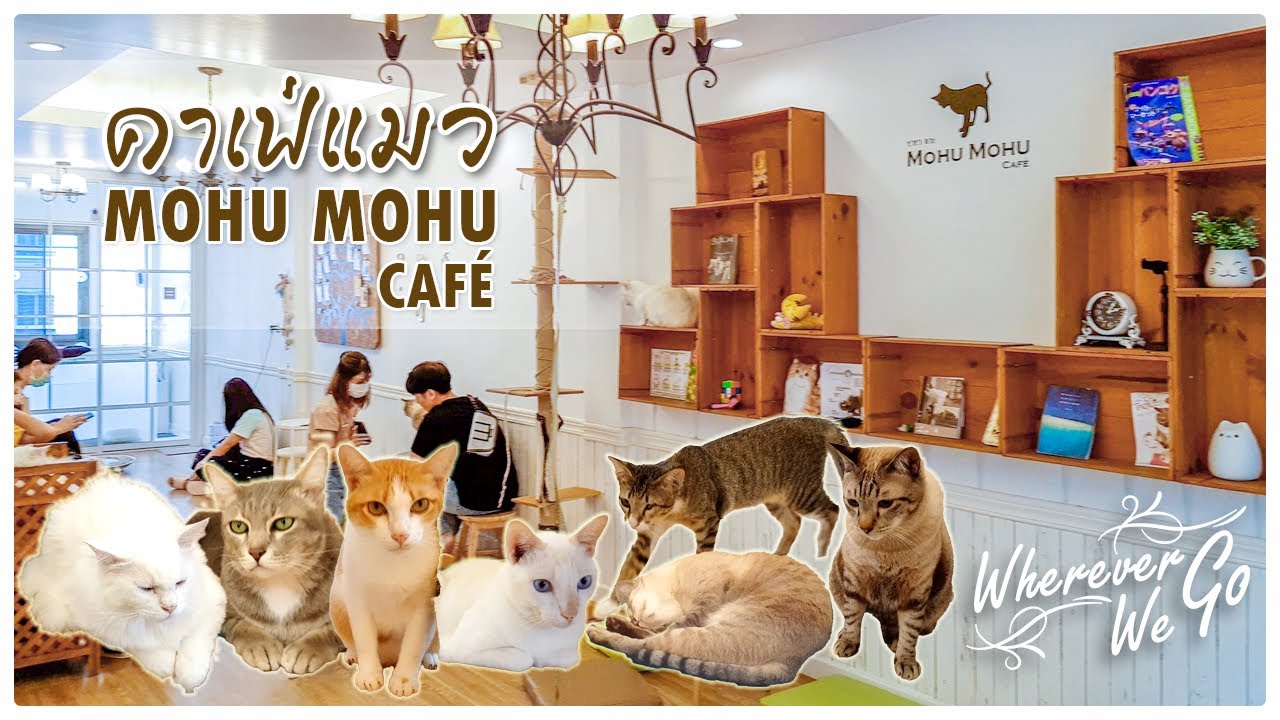 [ENG SUB] : MOHU MOHU CAFÉ | คาเฟ่แมวสไตล์ญี่ปุ่น ย่านสุรวงศ์ ที่ทาสแมวต้องแวะไปโดน | BANGKOK