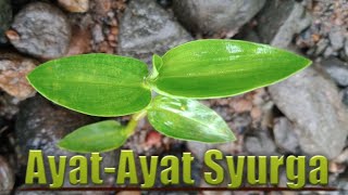 Ayat-Ayat Syurga_Part 3_Kehidupan penghuni syurga