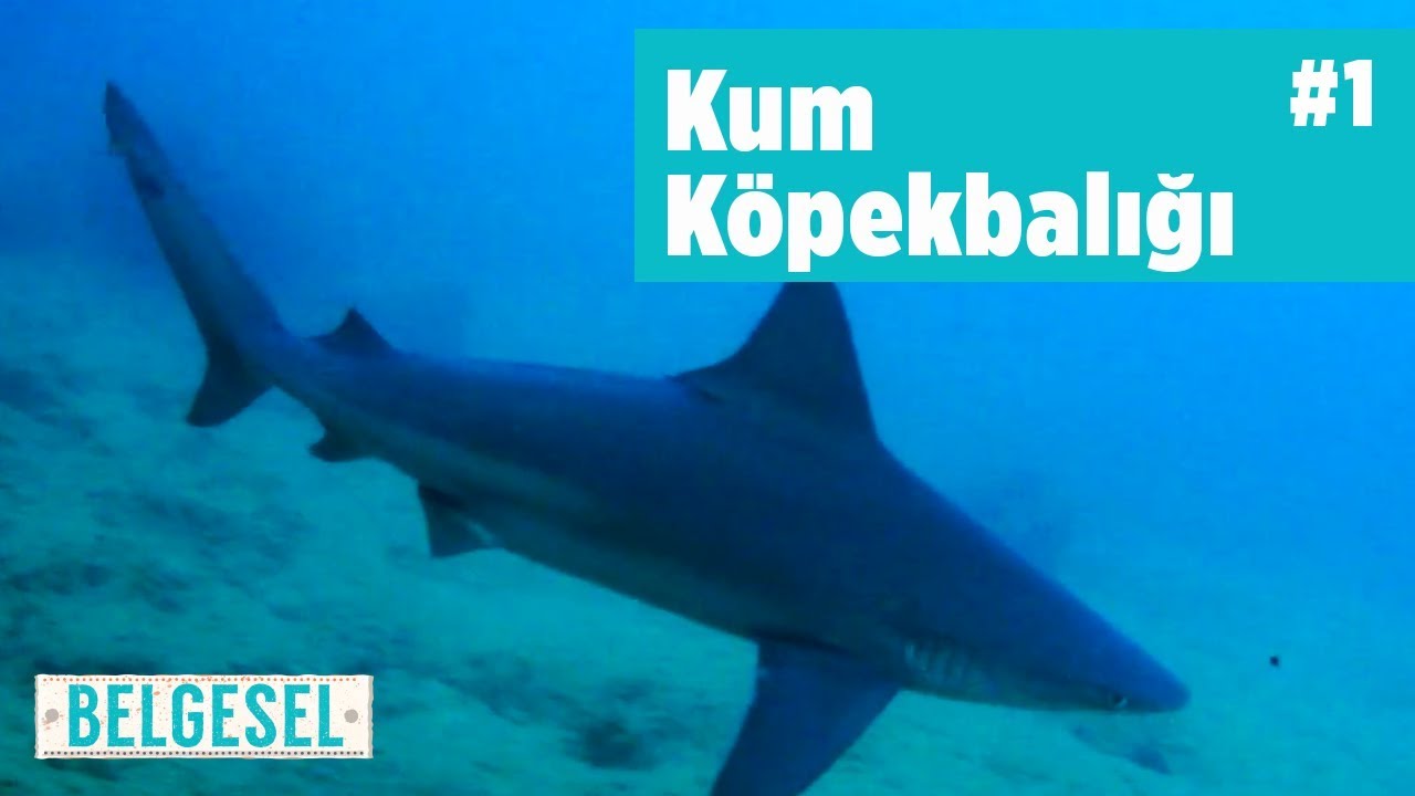 köpek balığı belgeseli