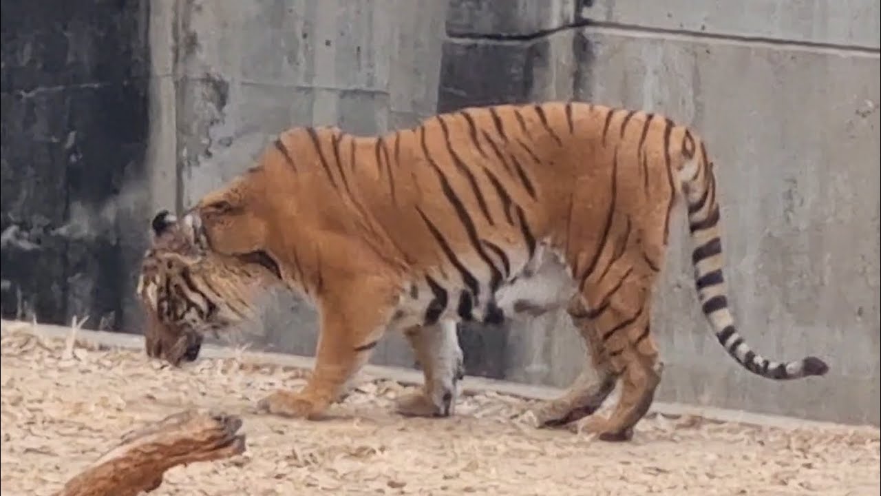 예쁜호리 아우웅 #호랑이 #tiger #뱅갈호랑이 #호리 #달성공원 