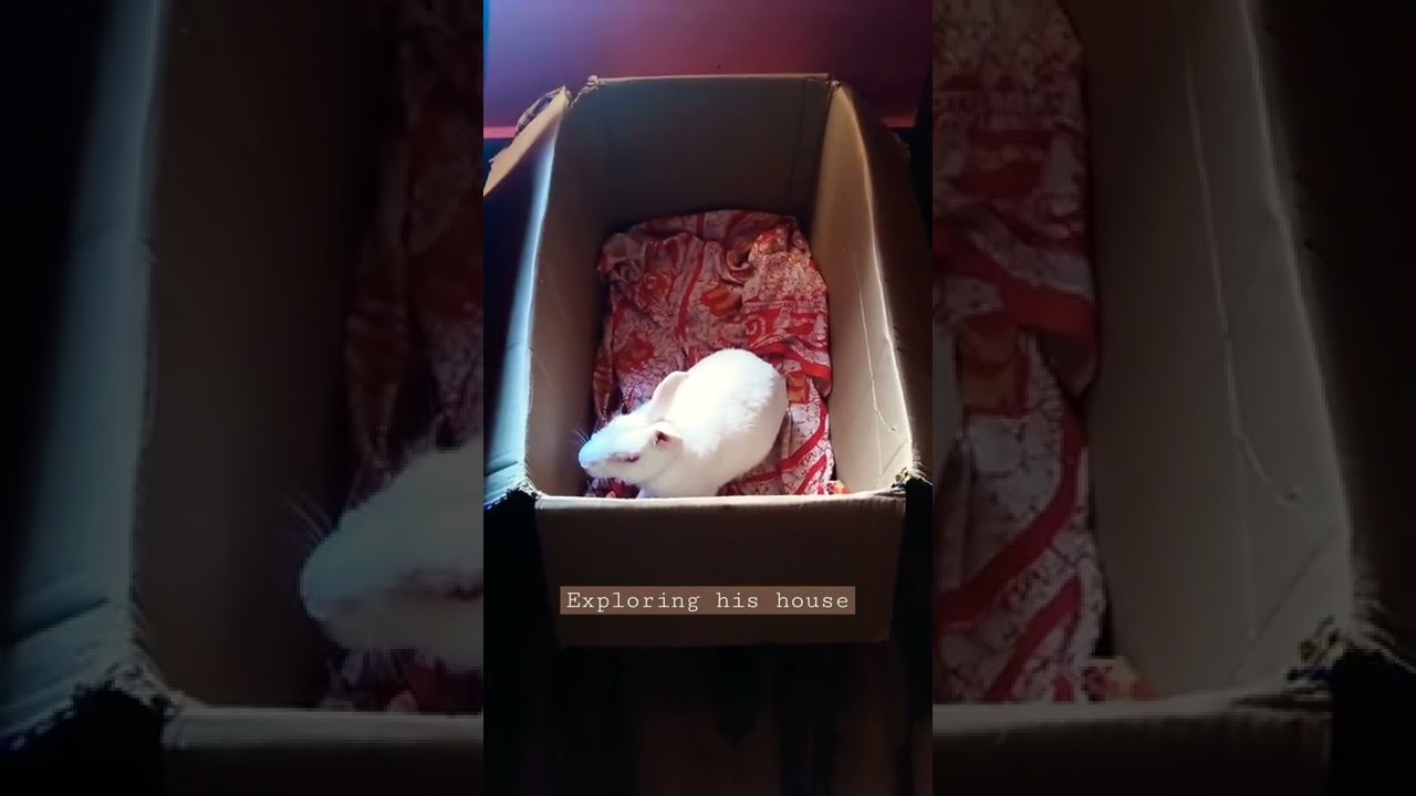 My rabbit exploring his new house 🏠 