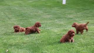 Cockapoo Puppies for Sale by Greenfield Puppies 94 views 3 days ago 35 seconds