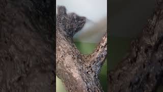 How to make a fake tree (finished product) by ASpecialty4You 7 views 4 months ago 1 minute, 48 seconds