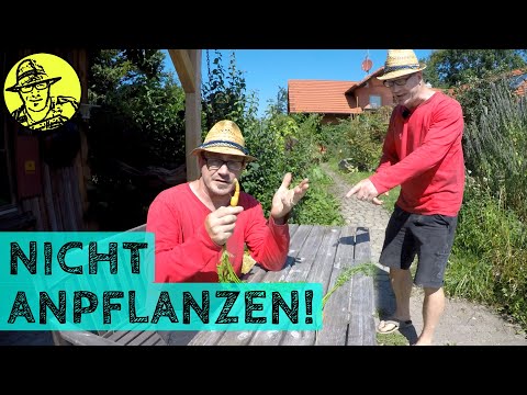 Video: Blumen Am Aprilscherz