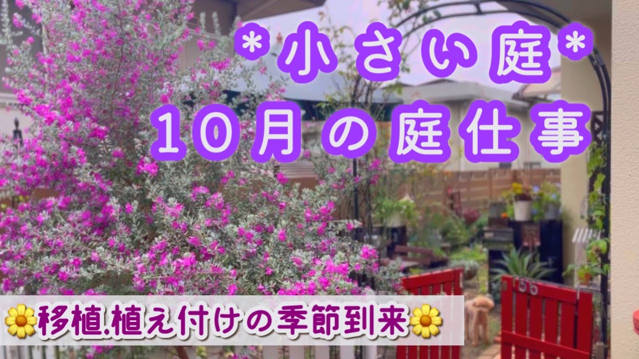 【秋の寄せ植え】レウコフィルムの特徴/クリスマスローズの植え付け/挿し芽の記録/ビオラのポット上げ/10月に咲く花