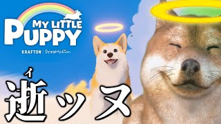 【My Little Puppy】天寿をまっとうしたご主人を迎えに行く聖イッヌ(犬)配信【チベスナ】 #新人vtuber Vtuber #コーギー