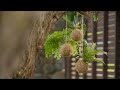 How to Make a Kokedama Tutorial | Mitre 10 Easy As Garden