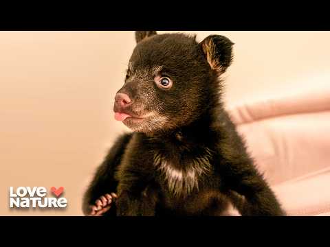 Winston the Orphan Bear | Cub Camp 101